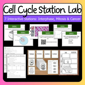 Preview of Student Led Cell Cycle Station Lab | Cell Cycle, Mitosis & Cancer