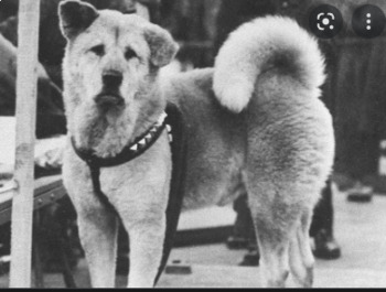 Preview of Study Guide: Hachiko: "The True Story of a Loyal Dog"