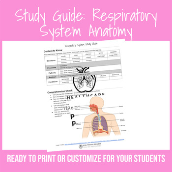 Preview of Study Guide: Respiratory System Anatomy (EDITABLE)