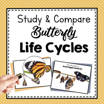 Preview of Study and Compare Butterfly Life Cycles | Butterfly Species |  Explore Insects