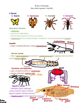 Study guide: Phylum Arthropoda Part 1.. Color by Biology Blasts