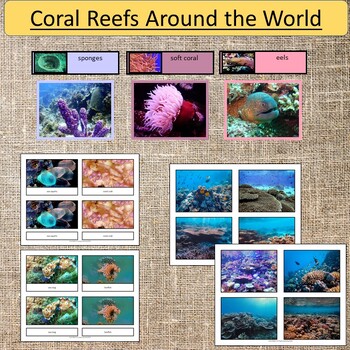 Study of Coral Reefs Ocean Marine Study Geography Montessori | TPT