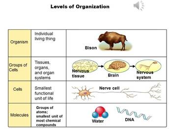 organization of life biology