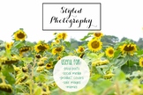 Styled Stock Photo: Fall BUNDLE - Sunflowers (Comm Use OK)