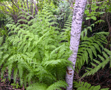 Subarctic Lady Fern (Athyrium filix-femina) stock photo