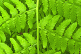 Subarctic Lady Fern frond (Athyrium filix-femina) stock im