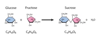 Preview of Sucrose Formation. Glycosidic Bond Formation From Glucose And Fructose.