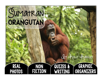 Preview of Sumatran Orangutan