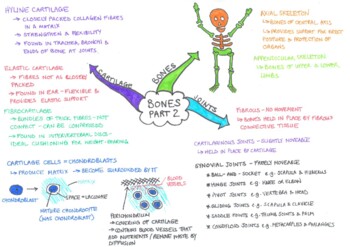 Preview of Summary of Bones, Cartilage and Joints