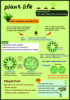 Preview of Summary worksheet knowledge about plants for children in grades 4-8 (free)