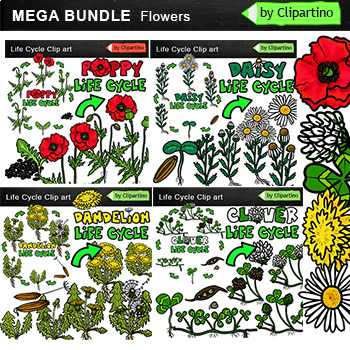 Preview of Summer Flowers Life Cycle Clip Art BUNDLE/ Summer flowers clipart Commercial use