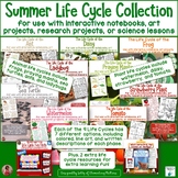 Summer Life Cycle Bundle: 9 Different Plants and Animals