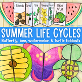 Summer life cycles foldable activities | watermelon, butte