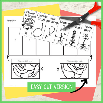 Foldable Water Lily Life Cycle Learning Activity for Kids Plant