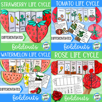 Preview of Summer plant life cycles foldable activities | rose tomato strawberry watermelon