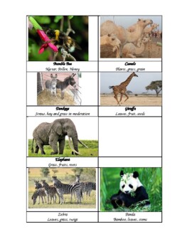 Preview of Sun Game Cards for Food Chains Lesson Plan