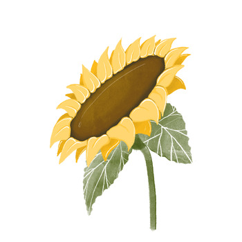 Preview of Sunflower