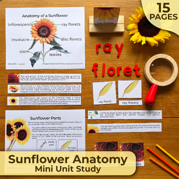 Preview of Sunflower Anatomy Unit Study, Sunflower Parts, Parts of a Sunflower Mini Unit