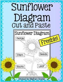 Sunflower Diagram Freebie by Meghan Snable | Teachers Pay ... parts of a sunflower diagram 