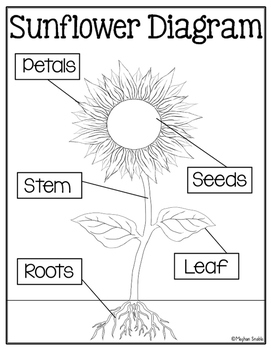 Sunflower Diagram Freebie by Meghan Snable | Teachers Pay Teachers