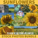Sunflower Field - Sunflowers - Stock Photos BUNDLE - Flowe
