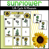 Sunflower Life Cycle & Sunflower Measurement