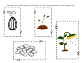 Sunflower Life Cycle