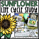 Sunflower Life Cycle | Centers, Activities and Worksheets 