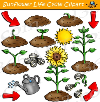 Preview of Sunflower Life Cycle Clipart