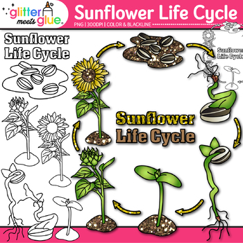 Preview of Sunflower Life Cycle Clipart: Plant Diagram Clip Art, Black & White, Color PNG