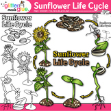 Sunflower Life Cycle Clipart: Plant Diagram Clip Art, Blac