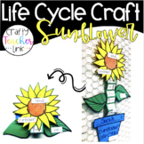 Sunflower Life Cycle Craft