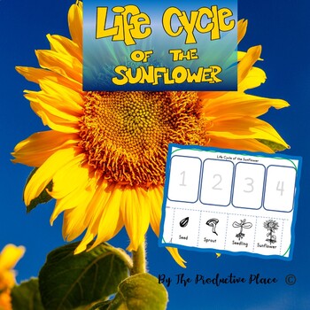 Preview of Sunflower Life Cycle Cut and Paste Activity No prep