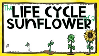 Preview of Sunflower Life Cycle Google Slides