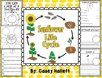Preview of Sunflower Life Cycle {Informational Writing Packet}