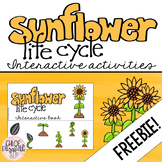 Sunflower Life Cycle Interactive Activities - FREEBIE!