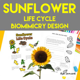 Sunflower Life Cycle | PBL Resource Biomimicry Design Insp