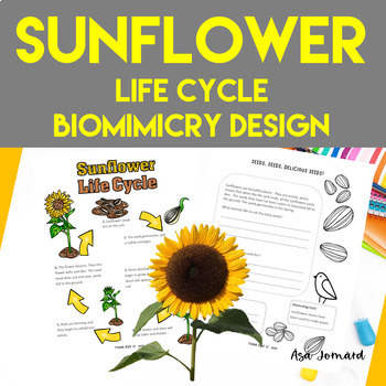 Preview of Sunflower Project |  Life Cycle |  Biomimicry Design Activities |  Nonfiction