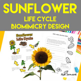 Sunflower Project |  Life Cycle |  Biomimicry Design Activ