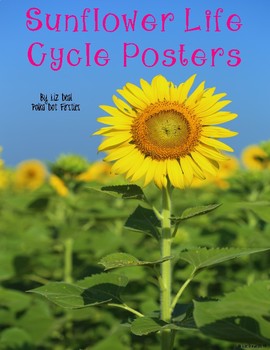 Preview of Sunflower Life Cycle Posters {FREE}