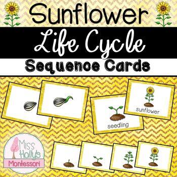2 Sunflower Life Cycle Sequencing Card Sets Summer/Fall Activity Montessori