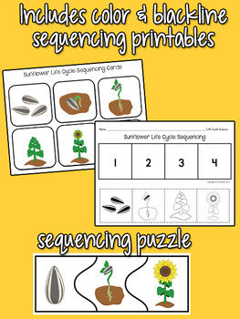 Sunflower Life Cycle Science | Preschool Pre-K by Karen Cox - PreKinders