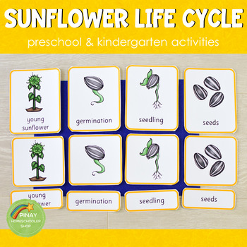 Sunflower Life Cycle Set - Preschool & Kindergarten by Pinay ...