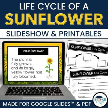 Preview of Sunflower Life Cycle Slideshow Lesson for Google Slides™ + Printable Activities