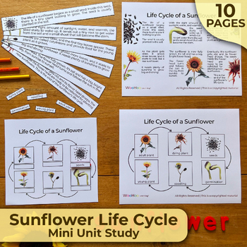 Preview of Sunflower Life Cycle Unit Study, Life Cycle of a Sunflower, Montessori Unit