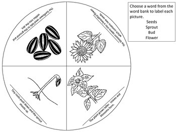 Sunflower Life Cycle Wheel & Teaching Cards by Ms Kara | TpT