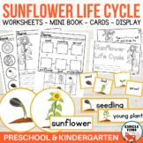 Sunflower Life Cycle Worksheets Flower Printable Sequence 