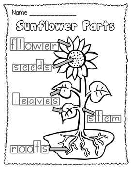 Sunflower Life Cycle and Plant Parts Unit by Teacher Laura | TpT