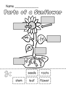 Sunflower Life Cycle and Plant Parts Unit by Teacher Laura | TpT