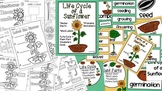 Sunflower Life Cycle and Plant Parts Unit
